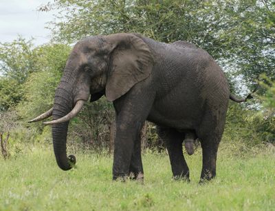Savanne-olifant / African Elephant