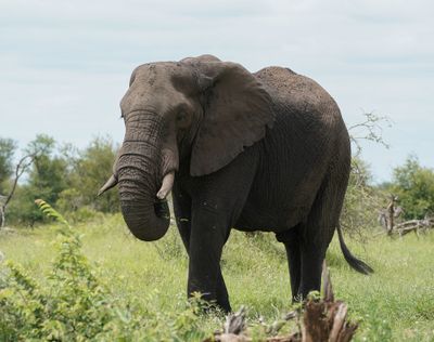 Savanne-olifant / African Elephant