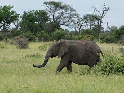 Savanne-olifant / African Elephant