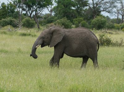 Savanne-olifant / African Elephant