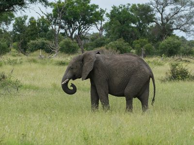 Savanne-olifant / African Elephant