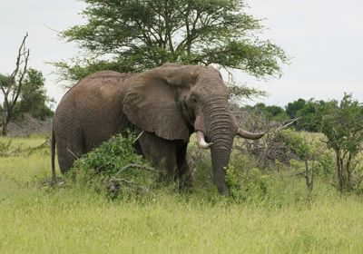 Savanne-olifant / African Elephant