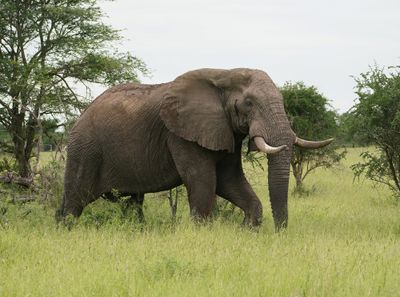 Savanne-olifant / African Elephant