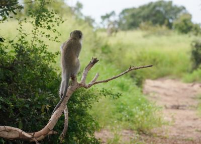 Blouaap / Vervet Monkey
