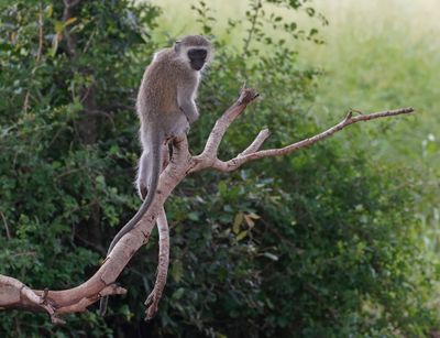 Blouaap / Vervet Monkey
