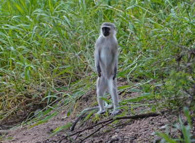 Blouaap / Vervet Monkey