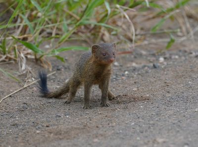 Dwergmuishond / Dwarf Mongoose