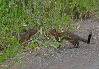 Dwergmuishond / Dwarf Mongoose
