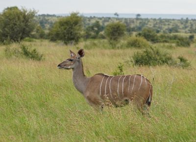 Koedoe / Greater Kudu