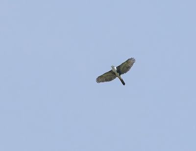 Swartsperwer / Black Sparrowhawk