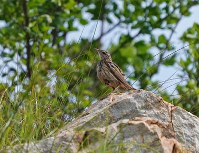 Gestreepte Koester/ Striped Pipit