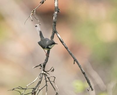 Bandkeelkleinjantjie / Bar-throated Apalis
