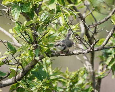Bandkeelkleinjantjie / Bar-throated Apalis