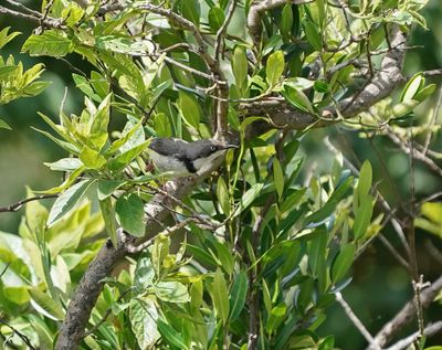 Bandkeelkleinjantjie / Bar-throated Apalis