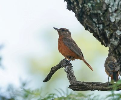 Kaapse Kliplyster / Cape Rock Thrush