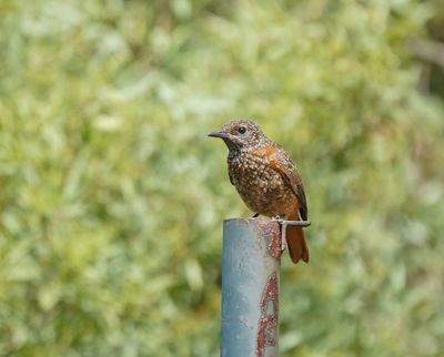 Kaapse Kliplyster / Cape Rock Thrush