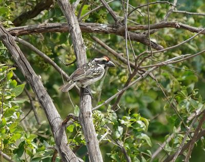 Bonthoutkapper / Acacia Pied Barbet
