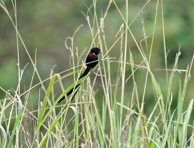 Rooikeelflap / Red-collared Widowbird