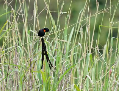 Rooikeelflap / Red-collared Widowbird