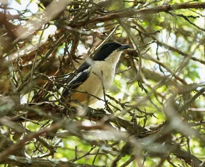 Tropiese Waterfiskaal / Tropical Boubou
