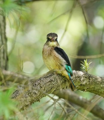 Brown-hooded Kingfisher