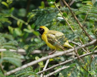 Swartkeelgeelvink / Southern Masked Weaver