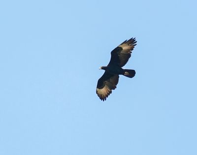 Witkruisarend / Verreaux's Eagle