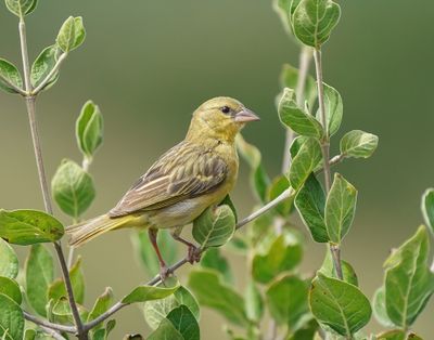 Swartkeelgeelvink / Southern Masked Weaver