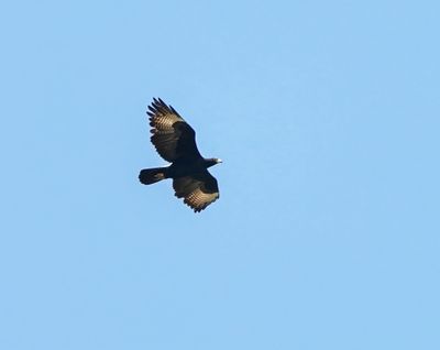 Witkruisarend / Verreaux's Eagle