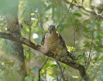 Piet-my-vrou / Red-chested Cuckoo