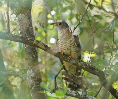 Piet-my-vrou / Red-chested Cuckoo