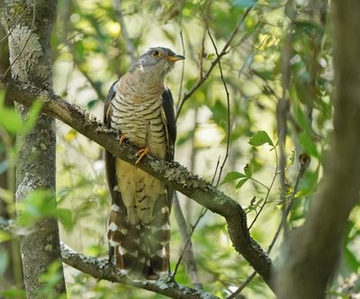 Piet-my-vrou / Red-chested Cuckoo