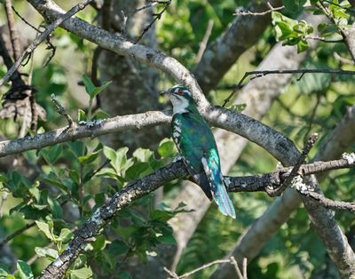 Diederikkie / Diederik Cuckoo