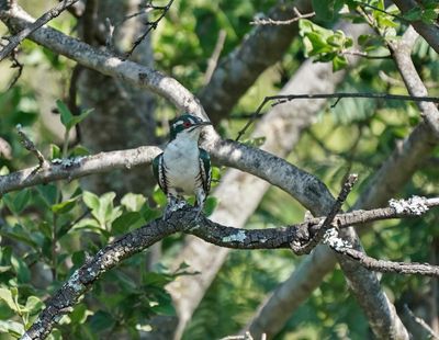 Diederikkie / Diederik Cuckoo