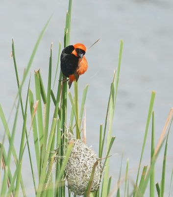 Rooivink / Southern Red Bishop