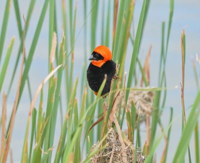 Rooivink / Southern Red Bishop