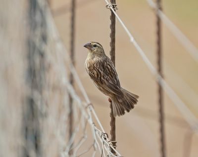 Rooivink / Southern Red Bishop