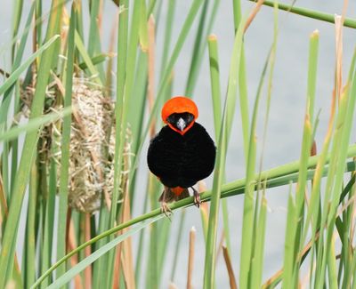 Rooivink / Southern Red Bishop