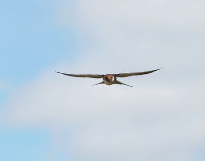 Grootstreepswael / Greater Striped Swallow