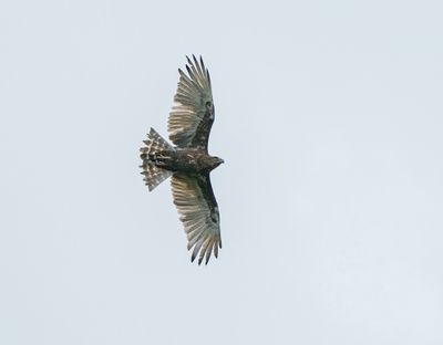 Bruinslangarend / Brown Snake Eagle