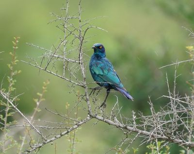 Kleinglansspreu / Cape Glossy Starling