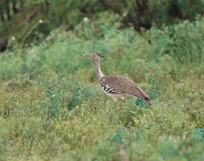 Gompou / Kori Bustard