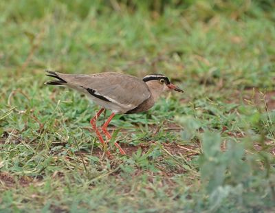 Kroonkiewiet / Crowned Lapwing