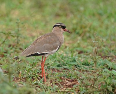 Kroonkiewiet / Crowned Lapwing
