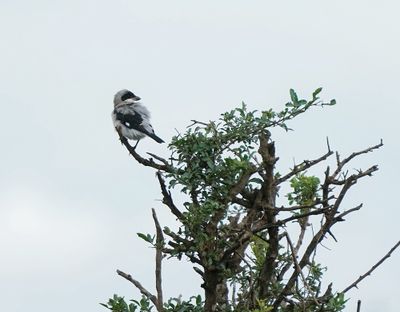 Gryslaksman / Lesser Grey Shrike