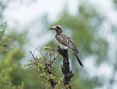 Grysneushoringvoël / African Grey Hornbill
