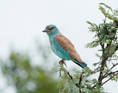 Europese Troupant / European Roller