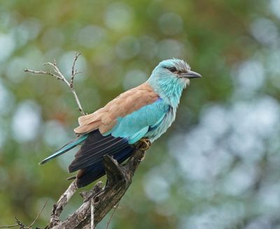 Europese Troupant / European Roller