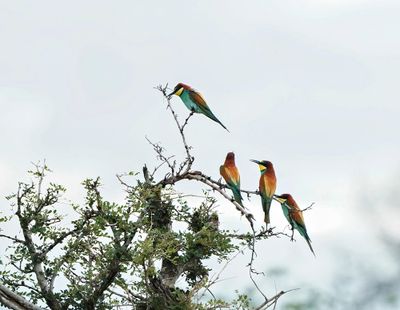 Europese Byvreter / European Bee-eater