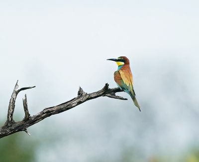 Europese Byvreter / European Bee-eater